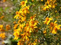 Tagetes nelsonii